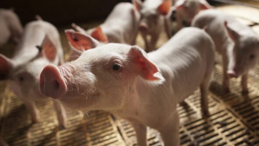 Actualización en la clasificación de los establecimientos de producción porcina