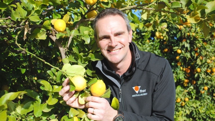 Los productores de cítricos australianos promueven la cosecha saludable de frutas