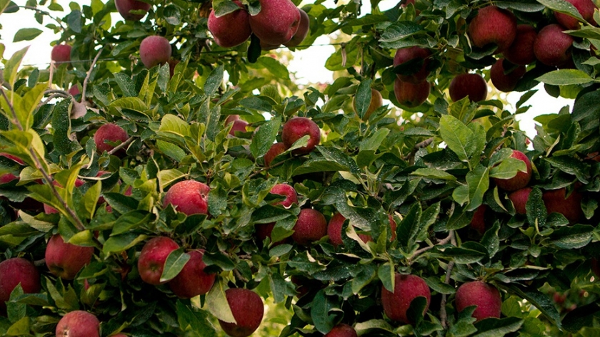 Se autorizó la cosecha de manzana Gala-clon Galaxy para algunas zonas del Neuquén