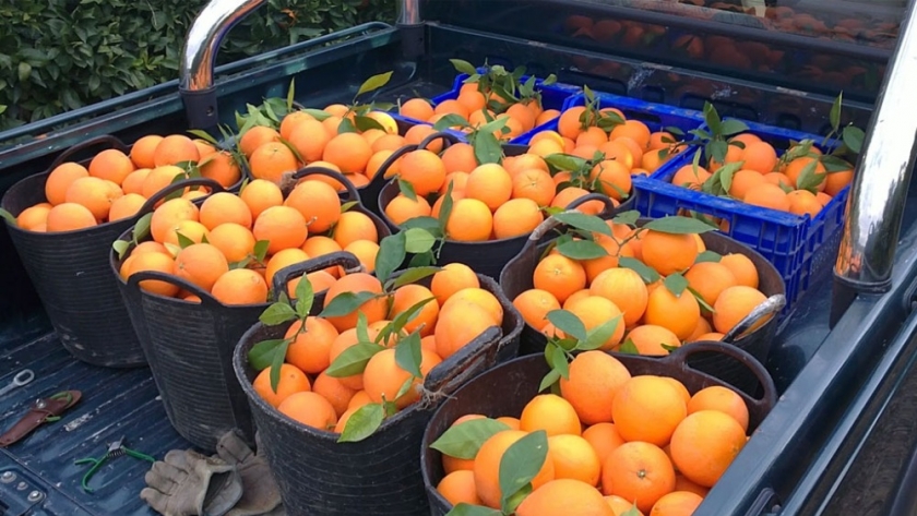 Tras el hallazgo de 140 toneladas de naranjas ilegales, se incrementan los controles sanitarios