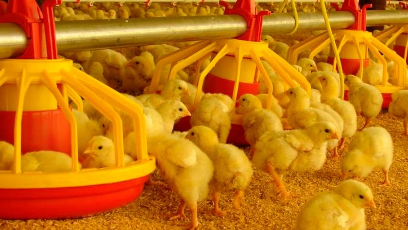 El INTA Colorado produce casi 100 mil pollitos al año 