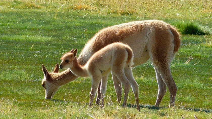 La cría del guanaco