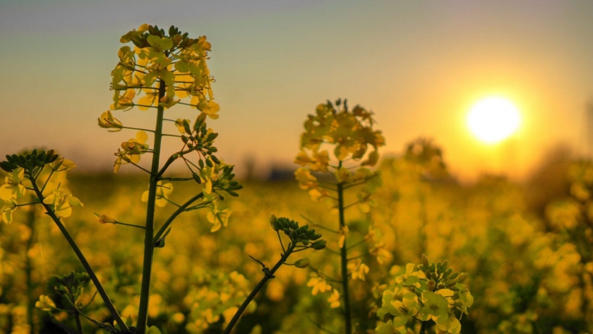 Sigue creciendo el área de colza en Uruguay