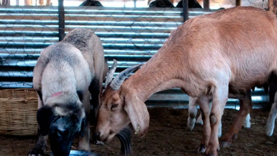 Perros pastores, la eficaz y sustentable herramienta para cuidar al ganado