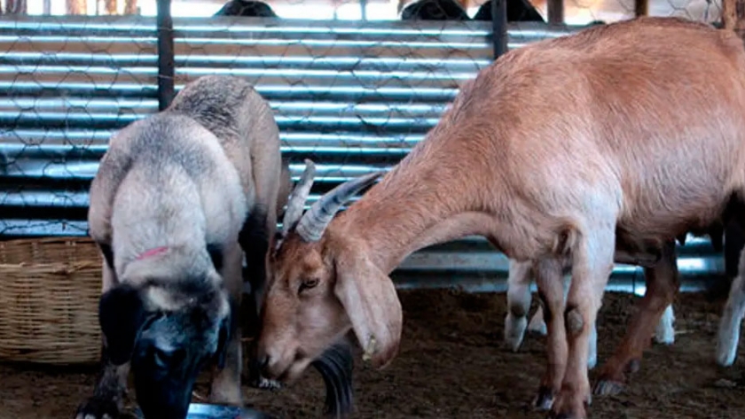 Perros pastores, la eficaz y sustentable herramienta para cuidar al ganado