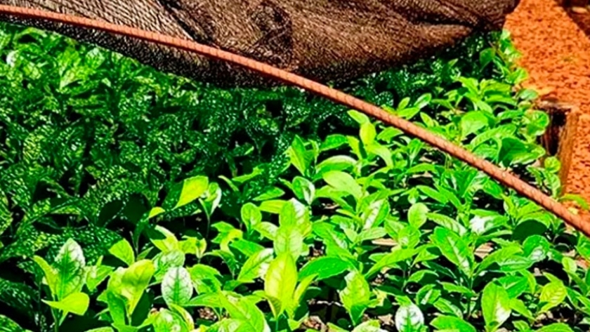 Senasa potencia la protección sanitaria de la yerba mate en Misiones