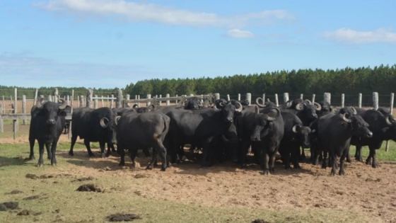 La producción de búfalos, con foco en el Humedal Norte de Corrientes