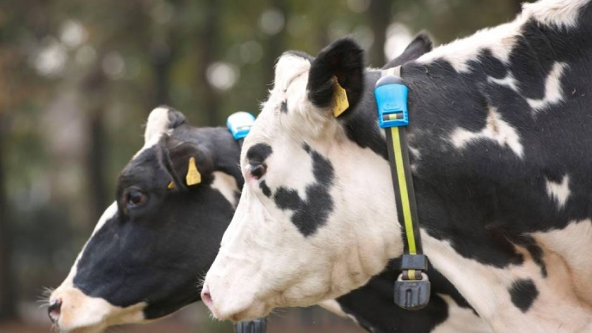 Los collares inteligentes que intensifican la producción lechera