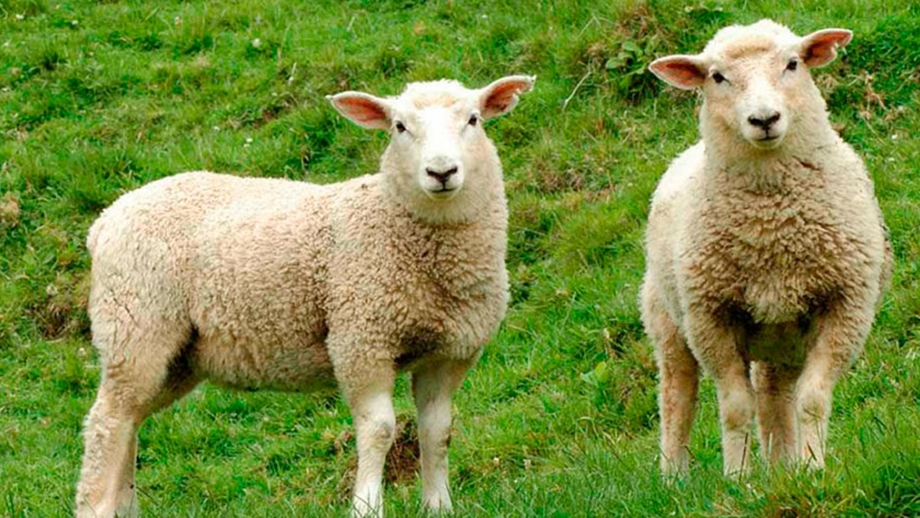 Los Mayines buscan aumentar el consumo de carne ovina en Argentina