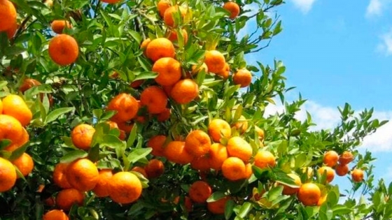 La mandarina sin semillas, un 30% más cara que la tradicional en EE.UU