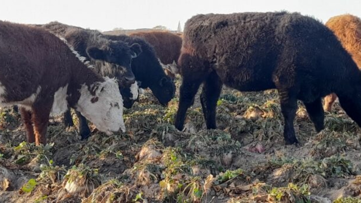 La remolacha forrajera se consolida como una alternativa para aumentar la producción de carne en el sur argentino