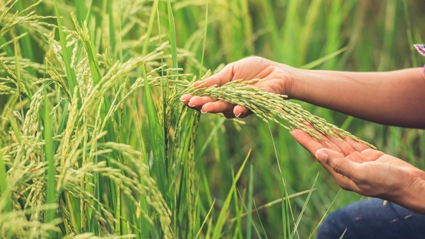 Arroz: claves para aumentar su productividad