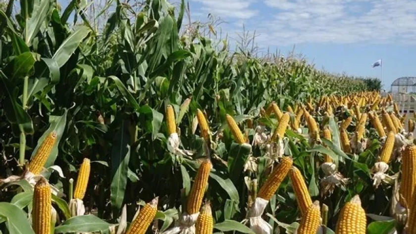 Estados Unidos: un informe clave pronostica una recuperación hídrica en el cinturón de maíz y el Mercado de Chicago reacciona
