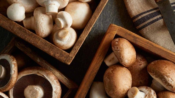 Hongos del Pilar: la empresa argentina que transforma residuos en más de 160 mil kilos de alimentos al mes
