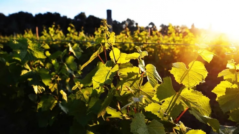 Neuquén: monumental aumento de la superficie cultivada con uvas