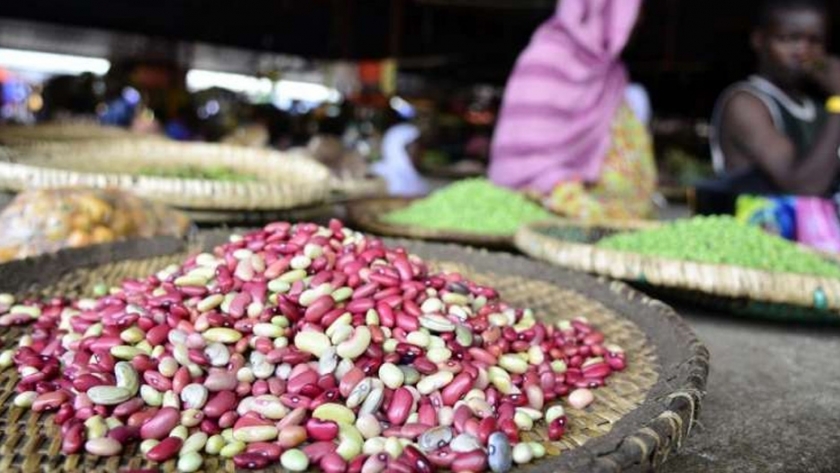 Frijoles fríos: un cultivo vertical adecuado para el clima cambiante de África y las brechas nutricionales