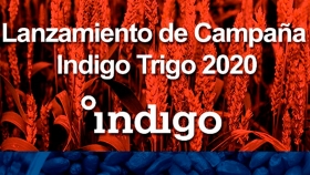 Indigo lanzó sus paquetes tecnológicos para la campaña de trigo 2020-2021