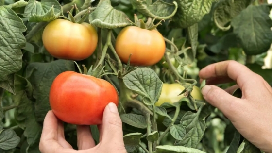 El gen que revoluciona al tomate: hojas erguidas para más rendimiento y menos plagas