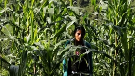 México: Desarrollaron en el IPN biofungicidas para cultivos como maíz, jitomate y algodón
