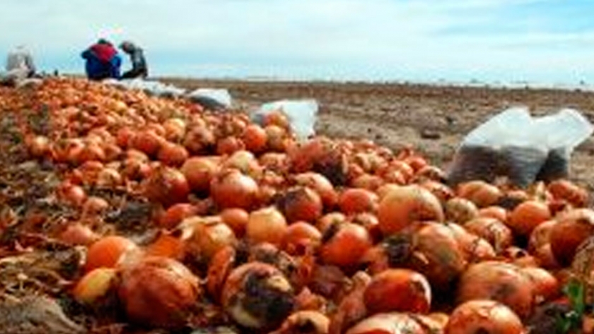 Río Negro inicia la primera exportación de cebollas a Brasil