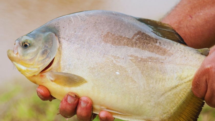 Cultivo de peces, mariscos y algas: una actividad con futuro promisorio