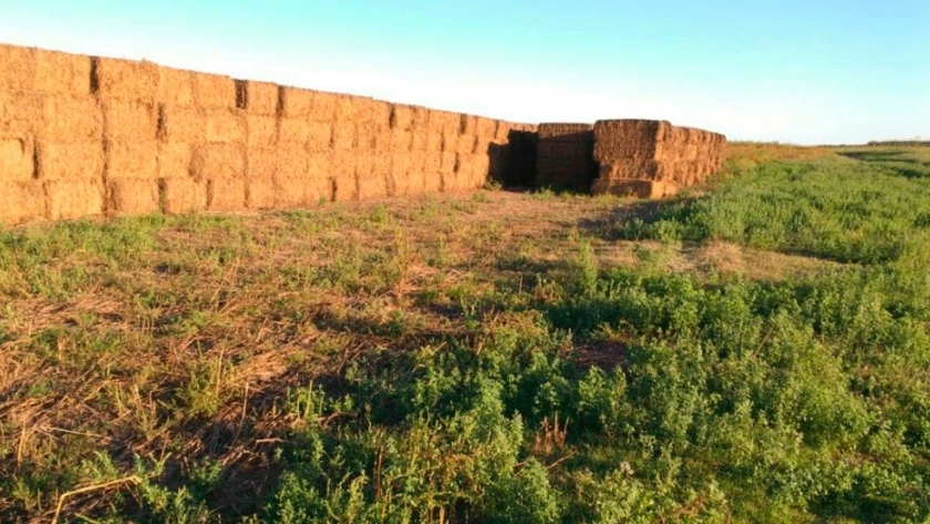 Los megafardos de alfalfa son la alternativa más rentable