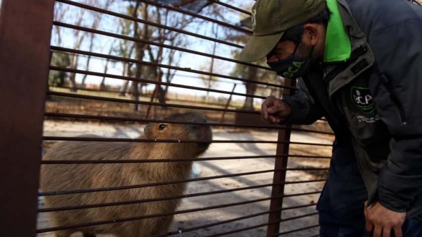 Ambiente convocará a centros de rescate y rehabilitación de fauna silvestre de todo el país
