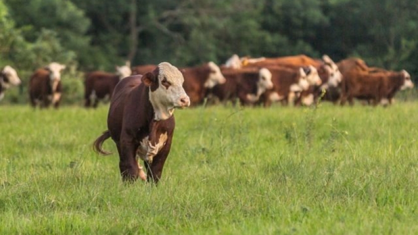 Argentina tira para abajo el “Novillo MercoSur”