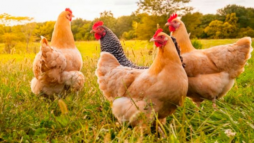 Inventan un sensor para detectar enfermedades en las gallinas