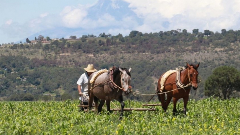 Promueve México la práctica de una agricultura rentable, responsable y resiliente