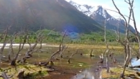 Castores: cómo manejar una plaga que afecta la biodiversidad