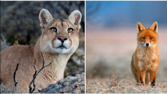 Santa Cruz prohíbe la caza deportiva de pumas y zorros en un avance hacia la conservación