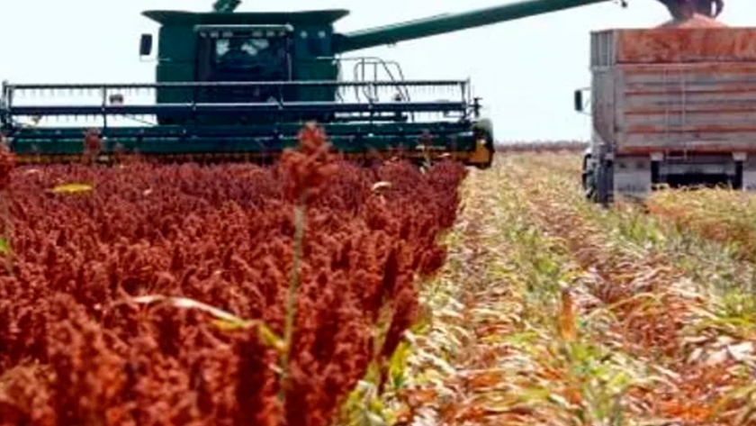 Luego de registrar un avance interquincenal, la cosecha de sorgo alcanza los 12,5 puntos porcentuales