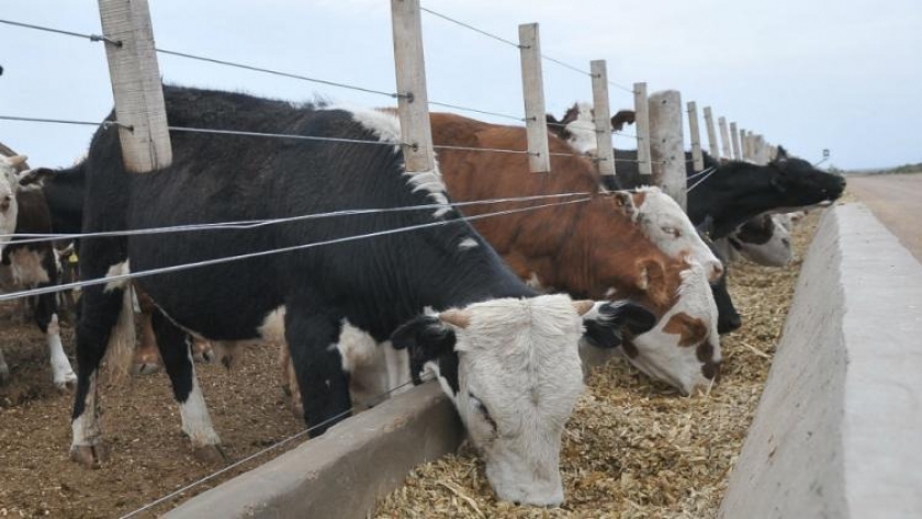 Matarifes y abastecedores obligados a absorber el encarecimiento de la hacienda