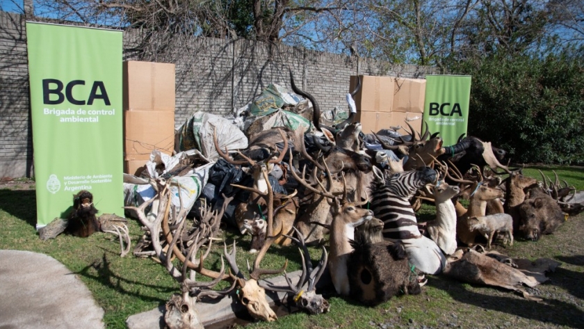 Cabandié supervisó la destrucción de trofeos de caza provenientes del tráfico de fauna silvestre