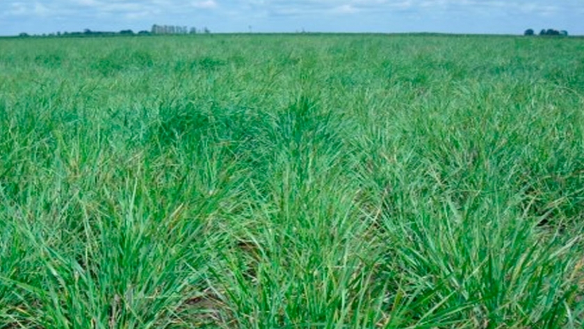 Claves para una correcta implantación de pasturas y verdeos en Entre Ríos