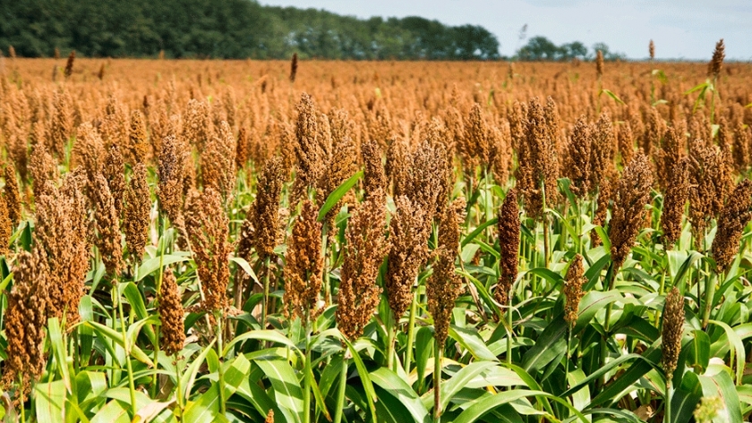 Manejo de suelos y ambientes en el cultivo de sorgo