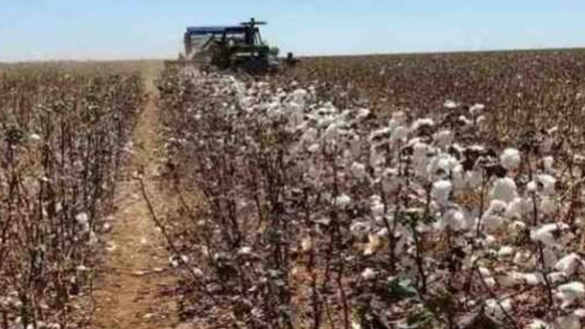 Brasil desarrolla cosechadora de algodón para países vecinos