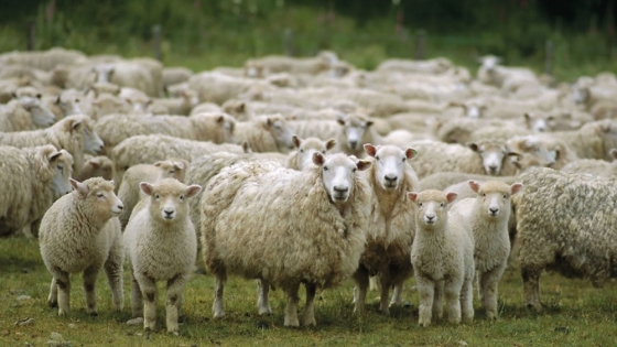 Con la entrega de insumos, estimulan la producción ovina en Tafí del Valle