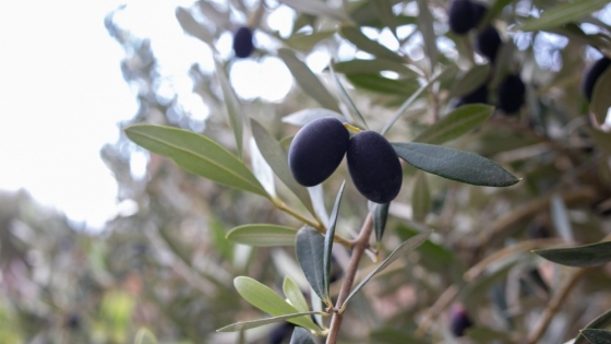 Aceite de oliva mendocino: un producto de exportación que puede encontrarse a la vuelta de casa