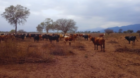Chaco Semiárido: estrategias para mitigar efectos de sequía