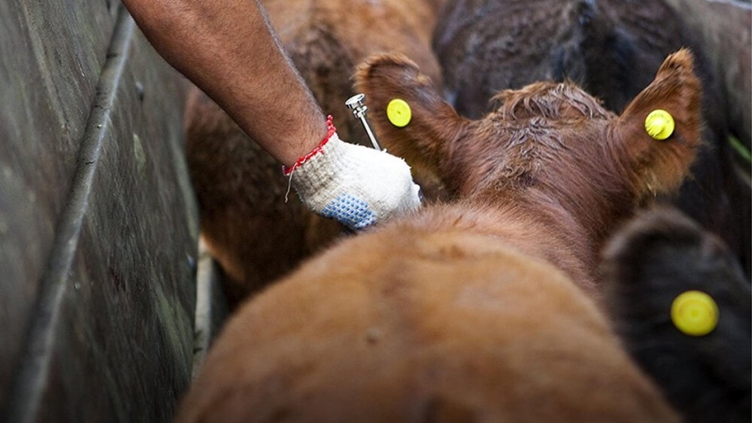 En Entre Ríos ya vacunaron casi 4,5 millones de cabezas de ganado contra la fiebre aftosa
