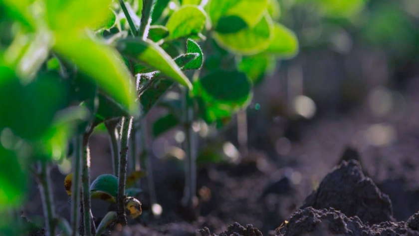 El uso de fertilizantes en 2019 ascendió a 4,6 millones de toneladas y marcó un récord histórico