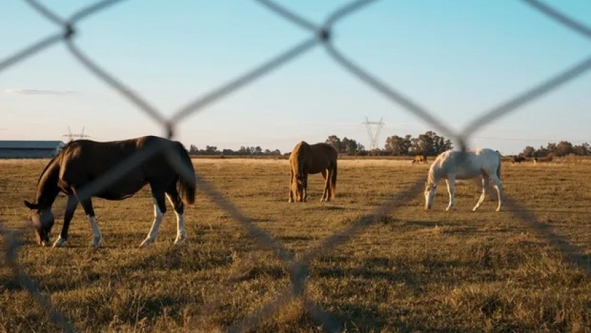 ¿Qué tan evasor de impuestos es el agro argentino?