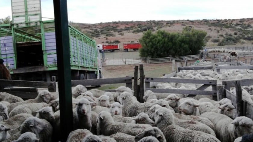 El Gobierno del Chubut prorroga vencimientos de autorizaciones, permisos y habilitaciones para productores ganaderos