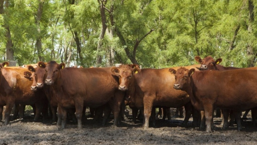 Ganadería: productores mundiales en fase de retención frente a una demanda que no cede