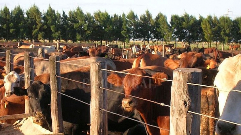 La invernada vuela y desconcierta a los feedloteros