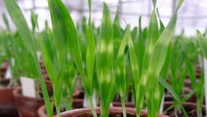 Avanzan sobre zonas poco conocidas del genoma de la célula vegetal