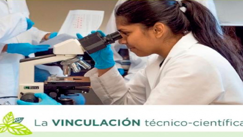 Stevia: certificación orgánica como agregado de valor