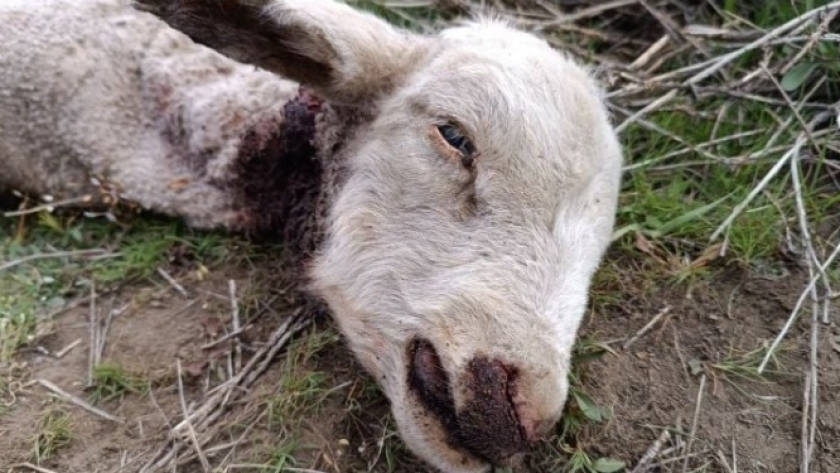 Una encuesta del INTA muestra que la Patagonia austral está regresando a épocas primitivas: El humano se retira y avanzan las bestias, que se hacen un festín con las ovejas